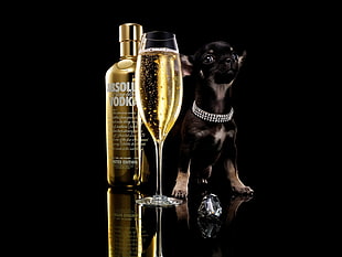 Absolute Vodka beside of black puppy and black and silver smooth Chihuahua HD wallpaper