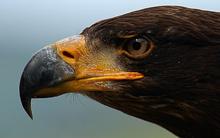 brown falcon, eagle, animals, birds HD wallpaper
