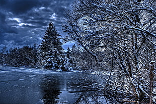 forest with snow near river HD wallpaper