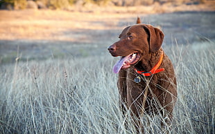 short-coated brown dog on grass field