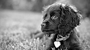 gray scale photography of dog on grass