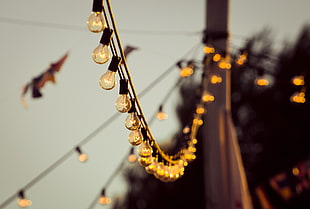 close photo of string lights HD wallpaper