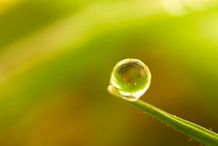 macro photography of droplet HD wallpaper