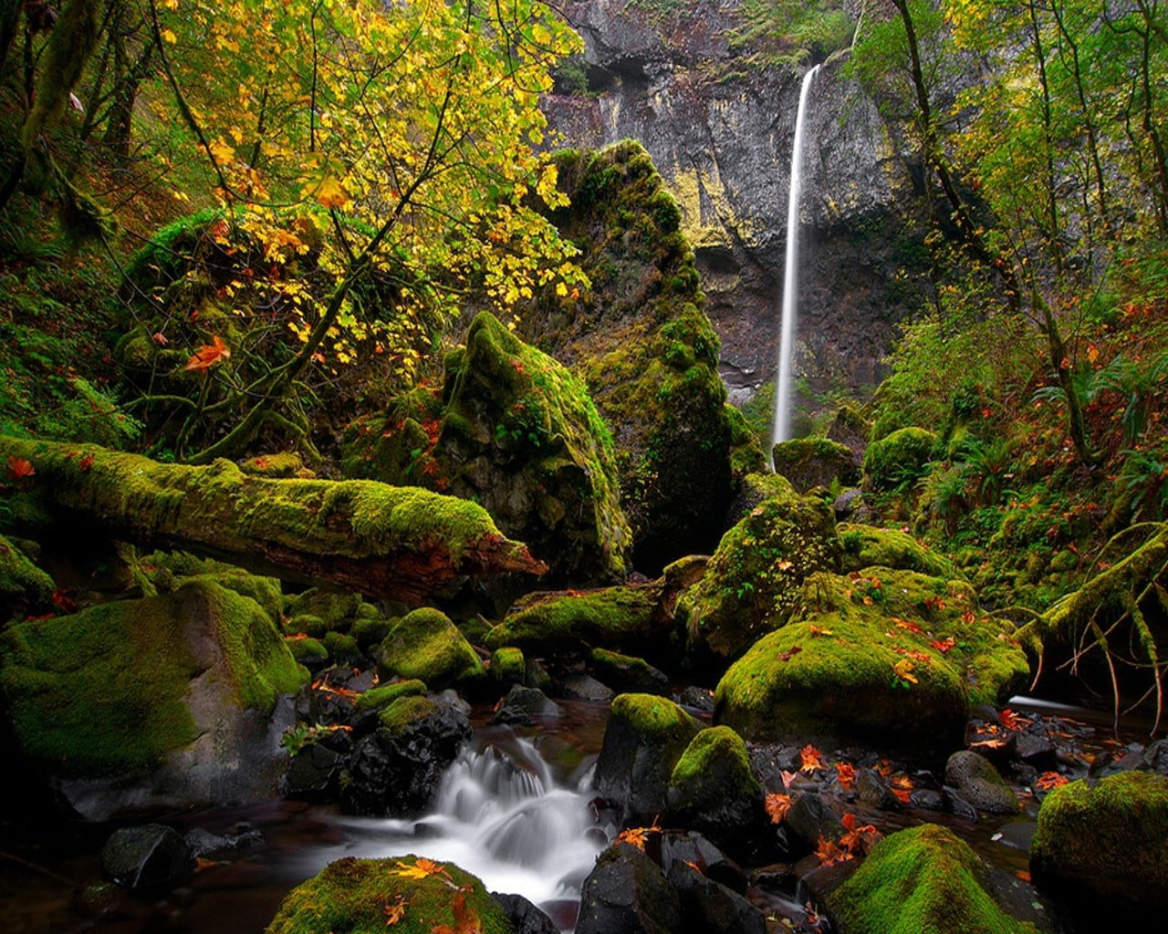 green trees, landscape, forest