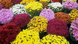 Chrysanthemum,  Flower,  Flowers,  Much HD wallpaper