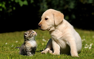 brown tabby kitten and yellow labrador on grass field during day tim HD wallpaper