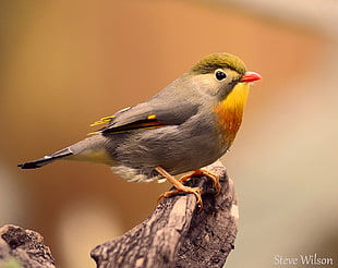 gray and yellow bird on focus photo HD wallpaper