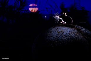 black rat, nature, plants, animals, mice HD wallpaper