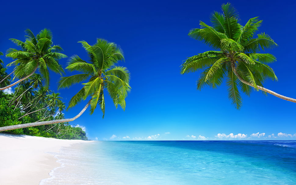 coconut trees on seashore under blue sky HD wallpaper