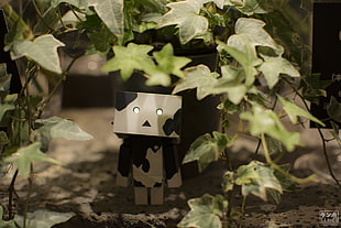 green leafed plant, Danbo, Japan, Japanese, Japanese Garden