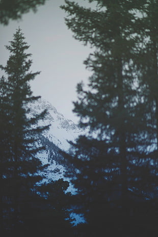 green leaf trees, spruce, snow, mountains, sky