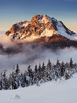 mountain range, mountains, forest, snow