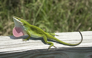 green lizard HD wallpaper