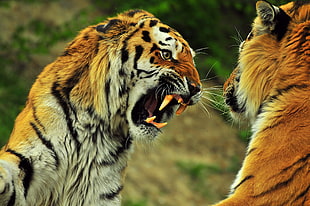 two tigers