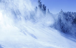 snow-covered trees, snow, landscape, winter