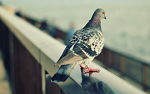selective focus photography of Pigeons on bar HD wallpaper