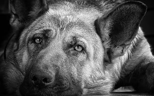 short-coated brown dog, animals, dog, German Shepherd