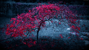 selective color photo of red cherry blossom HD wallpaper