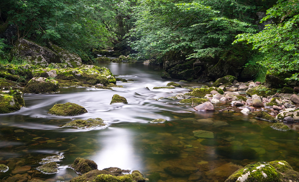 time lapse photography of water flowing near forest HD wallpaper