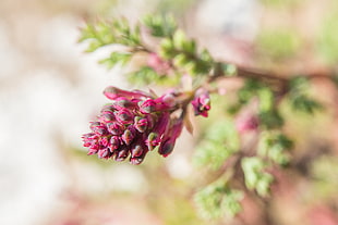 close up view of purple and gray flowers HD wallpaper