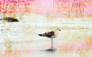 bird painting HD wallpaper