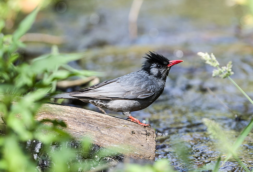 small black and grey bird on brown wood, bulbul HD wallpaper