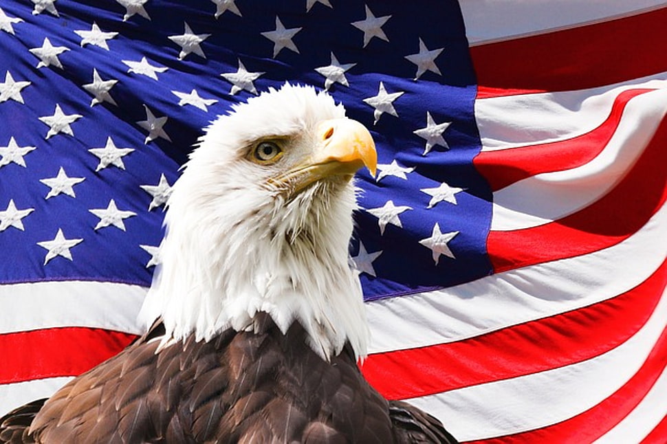 Bald Eagle With Usa Flag Background Hd Wallpaper Wallpaper Flare
