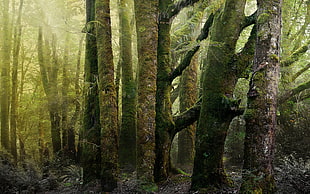 moss covered trees during daytime HD wallpaper