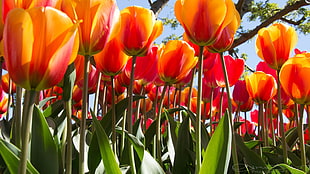 close-up photo of orange and red petaled flowers on bloom