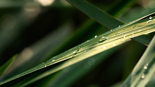 water dew, photography, nature, plants, leaves HD wallpaper