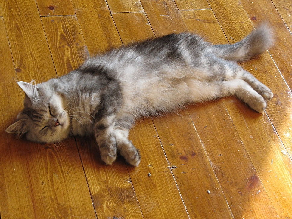 gray cat laying on brown floor HD wallpaper