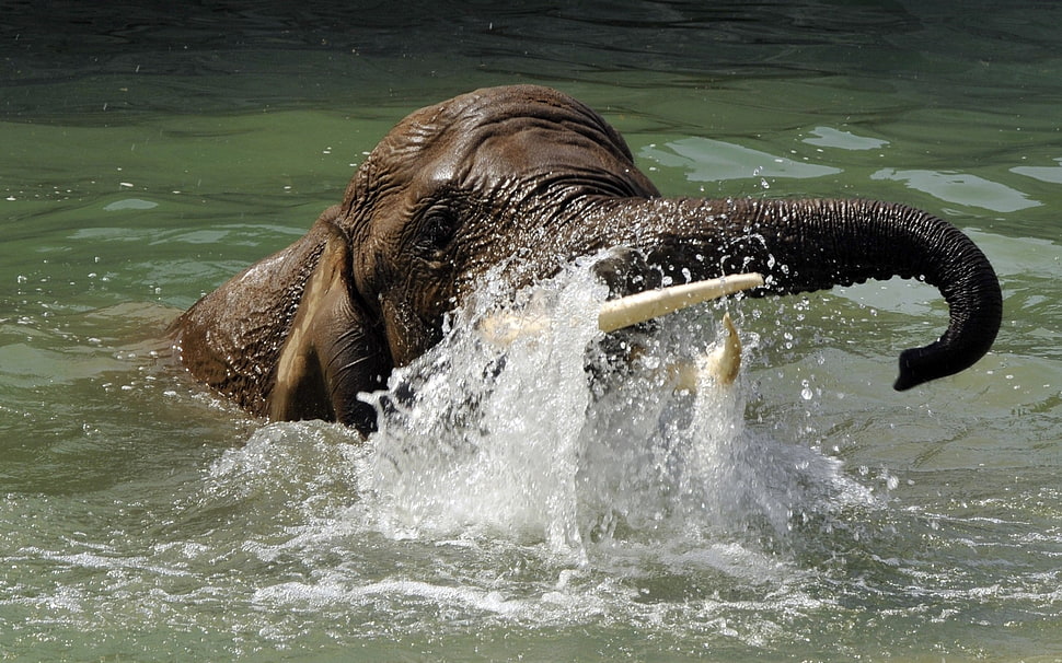 elephant on water HD wallpaper
