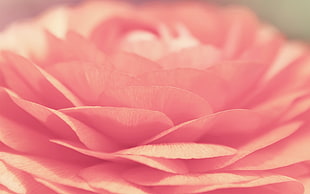 pink peony macro photography