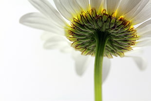 white daisy closeup photography