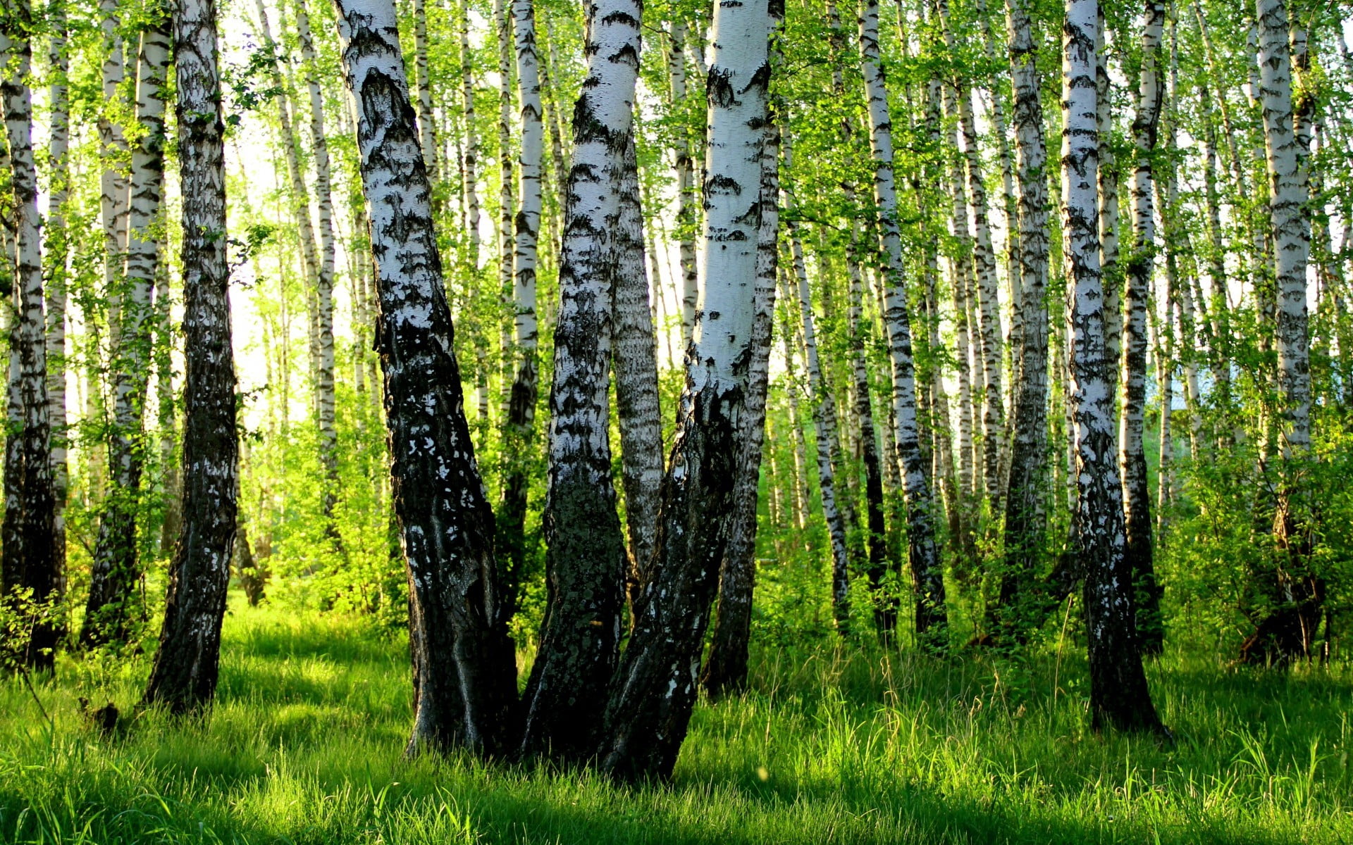 forest trees field, forest, nature, birch, trees