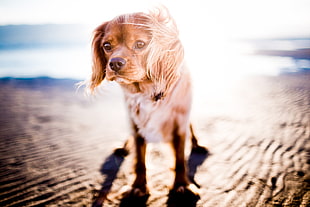 shallow focus photography of brown long coated puppy HD wallpaper