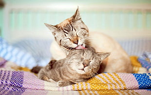 two grey tabby cats