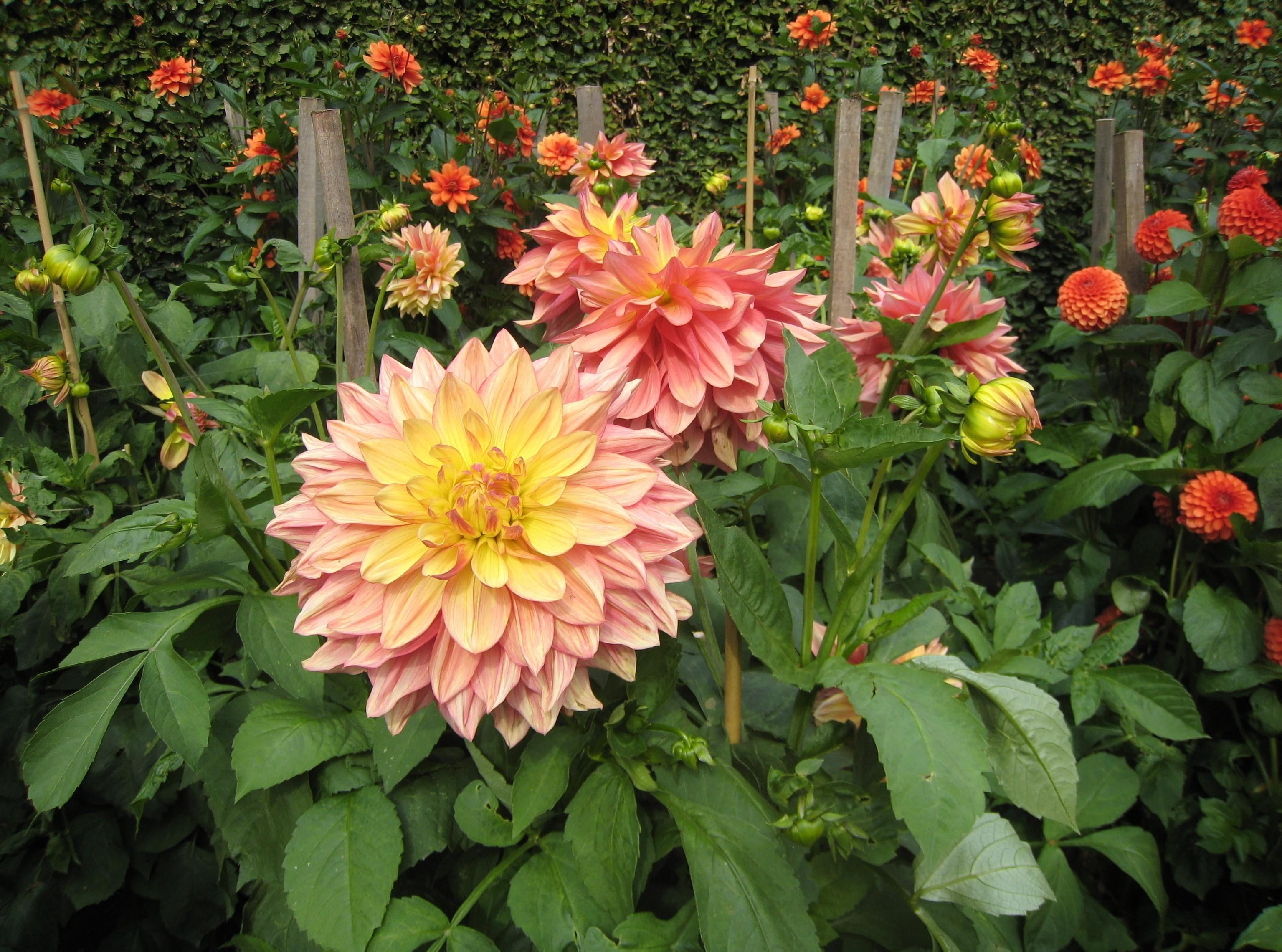 pink and yellow flowers