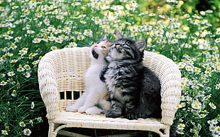 two long fur white and black kitten on white wicker armchair