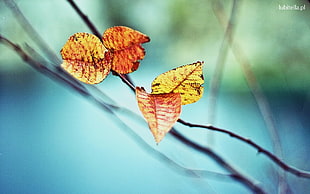 shallow focus photography of brown leaves