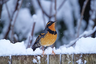 blue and brown bird, varied thrush