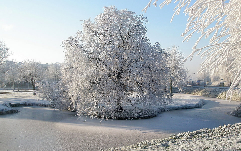 white trees covered with snow under blue sky HD wallpaper