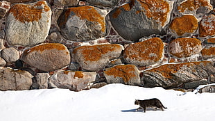 black Tabby Cat walking on snow HD wallpaper