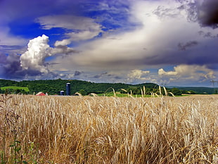 field of grains under cloudy sky HD wallpaper