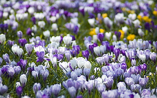 photo of white-and-purple Tulips HD wallpaper