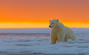 Polar bear on ice during golden hour HD wallpaper