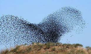 flock of birds