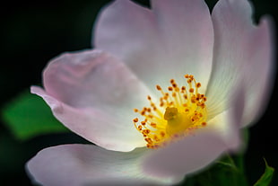 pink Poppy flower in bloom macro photp HD wallpaper