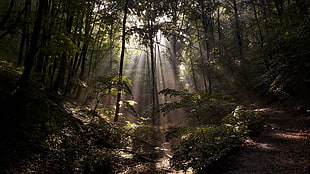 green trees, nature, forest, sun rays