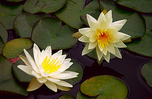 white lotus flower in bloom